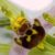 orquidea-apifera